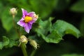 Macro of a purple potato flower with blurred focus Royalty Free Stock Photo