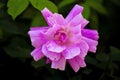 Purple rose flower Royalty Free Stock Photo