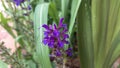 A Macro of a Purple Sage Flower