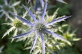 Macro of purple sea holly flower Royalty Free Stock Photo