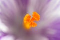 Macro of a purple striped crocus Royalty Free Stock Photo