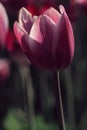 Purple tulips in the feild Royalty Free Stock Photo
