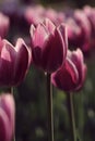 Macro of purple tulips in the feild Royalty Free Stock Photo