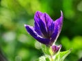 Macro of the purple variegated sage salvia viridis