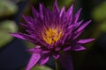 A macro purple water lily under the sun Royalty Free Stock Photo