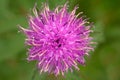 Closeup of a purple flower of black knapweed