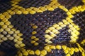 Macro of python skin and scale. Close up. Black and yellow snake skin texture, background, pattern. Royalty Free Stock Photo