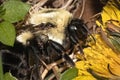 Queen Bombus impatiens bumble bee feeding on dandelion flower