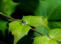 Macro rain drop on green leaf with sun shining in the morning. Drops of dew with transparent water on a green leaf, Beautiful Royalty Free Stock Photo
