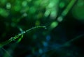 Macro rain drop on green leaf with sun shining in the morning. Drops of dew with transparent water on wild grass, Beautiful Fresh Royalty Free Stock Photo