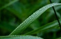 Macro rain drop on green leaf with sun shining in the morning. Drops of dew with transparent water on wild grass, Beautiful Fresh Royalty Free Stock Photo