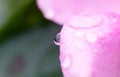 Macro rain drop on pink rose with sun shining in morning. Drops of dew with transparent water on a petals flower after rain, Royalty Free Stock Photo
