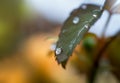 Macro rain drop on rose leaf with sun shining in morning. Drops of dew with transparent water on a green leaf after rain in Autumn Royalty Free Stock Photo