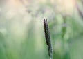 Macro rain drop on wild flower with sun shining in morning. Drops of dew with transparent water on a young plant after rain, Royalty Free Stock Photo