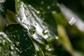 Macro of rain drops on a green maple leaf with sparkling sun after a rainy day shows water as elixir of life to refresh and grow Royalty Free Stock Photo