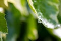 Macro of rain drops on a green maple leaf with sparkling sun after a rainy day shows water as elixir of life to refresh and grow Royalty Free Stock Photo