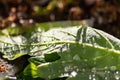 Macro of rain drops on a green maple leaf with sparkling sun after a rainy day shows water as elixir of life to refresh and grow Royalty Free Stock Photo