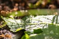 Macro of rain drops on a green maple leaf with sparkling sun after a rainy day shows water as elixir of life to refresh and grow Royalty Free Stock Photo