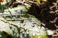 Macro of rain drops on a green maple leaf with sparkling sun after a rainy day shows water as elixir of life to refresh and grow Royalty Free Stock Photo