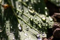 Macro of rain drops on a green maple leaf with sparkling sun after a rainy day shows water as elixir of life to refresh and grow Royalty Free Stock Photo