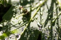 Macro of rain drops on a green maple leaf with sparkling sun after a rainy day shows water as elixir of life to refresh and grow Royalty Free Stock Photo