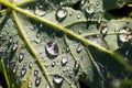 Macro of rain drops on a green maple leaf with sparkling sun after a rainy day shows water as elixir of life to refresh and grow Royalty Free Stock Photo