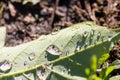 Macro of rain drops on a green maple leaf with sparkling sun after a rainy day shows water as elixir of life to refresh and grow Royalty Free Stock Photo