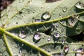 Macro of rain drops on a green maple leaf with sparkling sun after a rainy day shows water as elixir of life to refresh and grow Royalty Free Stock Photo