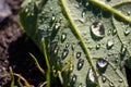 Macro of rain drops on a green maple leaf with sparkling sun after a rainy day shows water as elixir of life to refresh and grow Royalty Free Stock Photo