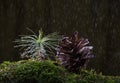 Macro of rain at fir forest Royalty Free Stock Photo