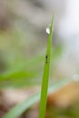 Macro of raindrop. Composition of nature. Close up of plant leaf and water drop macro