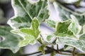 Macro raindrop on English ivy or Hedera helix leaves