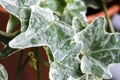 Macro raindrop on English ivy or Hedera helix leaves Royalty Free Stock Photo