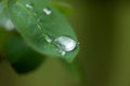 Macro raindrop on leaf