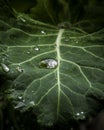 Macro raindrop in a leaf, green closeup Royalty Free Stock Photo