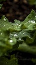 Macro raindrop in a leaf, green closeup Royalty Free Stock Photo