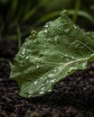 Macro raindrop in a leaf, green closeup Royalty Free Stock Photo