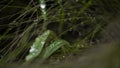 Macro raindrop in a leaf, green closeup Royalty Free Stock Photo