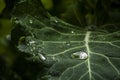 Macro raindrop in a leaf, green closeup