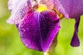 Macro, raindrops or dew, beautiful purple background.violet flowers of wild iris, covered, summer rain, on a green background of Royalty Free Stock Photo