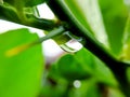 Macro raindrops on the green leaf of a lemon stem, shot after an afternoon rain