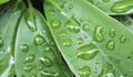 Macro raindrops on green leaves in rainy season