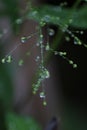 Macro raindrops with leaves