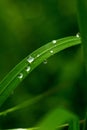 macro raindrops with green bokeh, macro grass, drops on green grass after rain Royalty Free Stock Photo