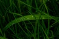 macro raindrops, macro grass, raindrops on grass leaves Royalty Free Stock Photo