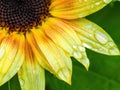 Yellow and orange sunflower with raindrops Royalty Free Stock Photo