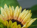 Yellow and orange sunflower with raindrops Royalty Free Stock Photo