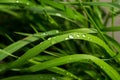 macro raindrops, raindrops on grass leaves Royalty Free Stock Photo