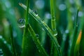 Macro raindrops shimmering on vibrant green grass blades Royalty Free Stock Photo