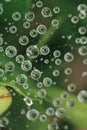 Macro raindrops on spider web